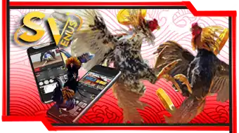 Sabung Ayam Svenus - OMG138