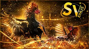 Sabung Ayam